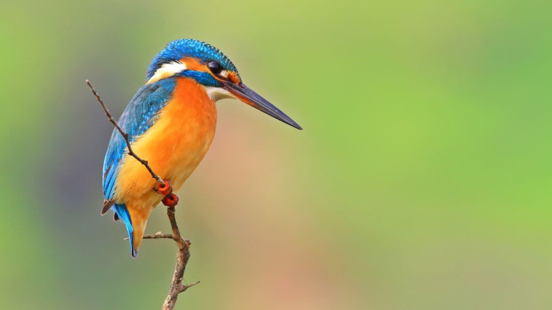 Mandai Rainforest Resort by Banyan Tree-bird